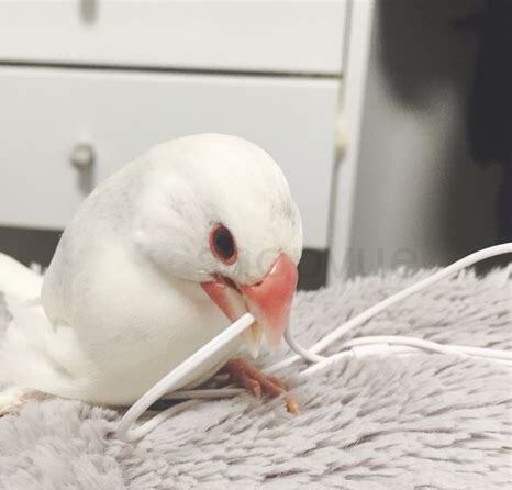 文鸟怎么养