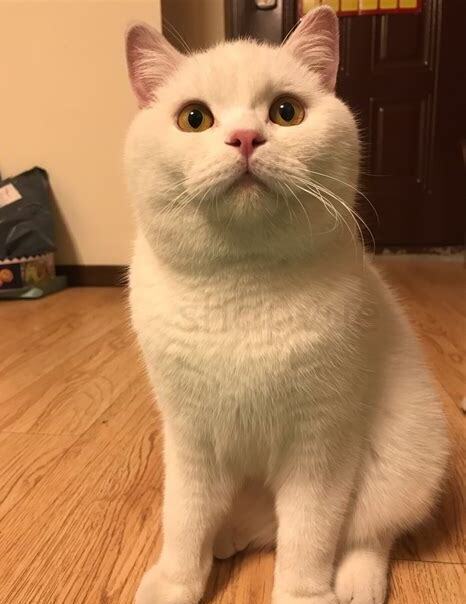 英短怎么养