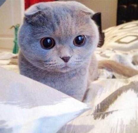 折耳猫怎么养