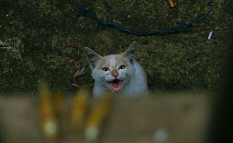 流浪猫怎么养