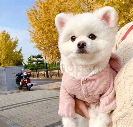 小狗怎么养
