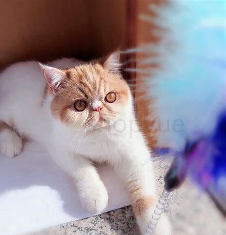 加菲猫新手怎么养
