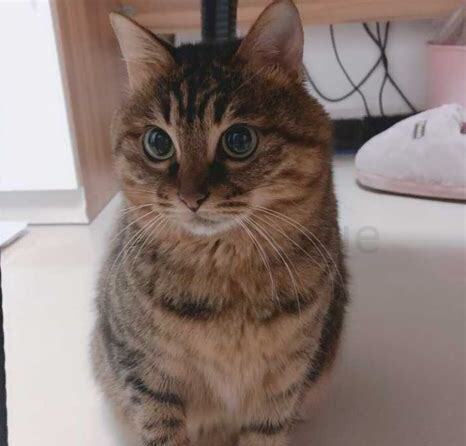 狸花猫怎么养