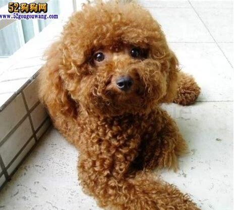 贵宾犬怎么养