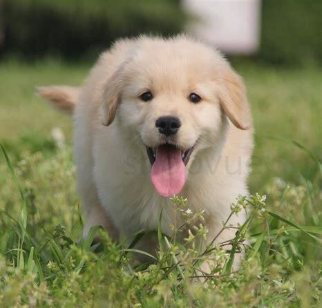 金毛犬多少钱一只幼崽