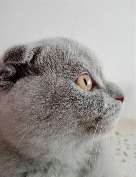 折耳猫怎么养不会生病