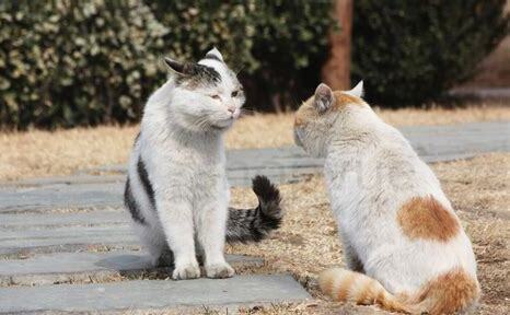 两只猫怎么养