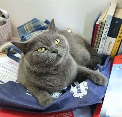 怎么养蓝猫 怎么养蓝猫
