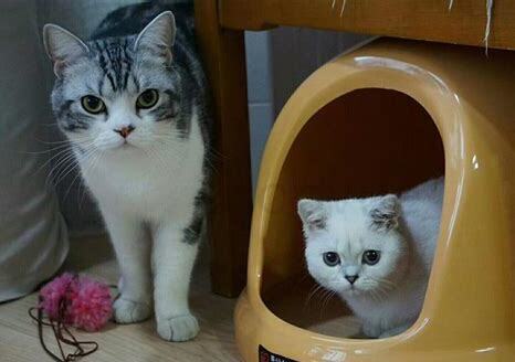 宠物猫怎么养