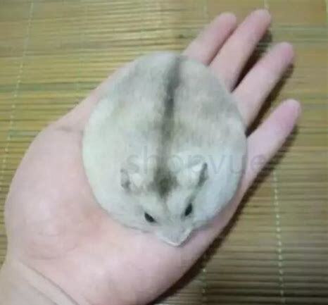 紫仓怎么养