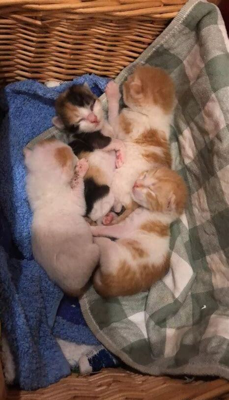 刚出生的小猫怎么养