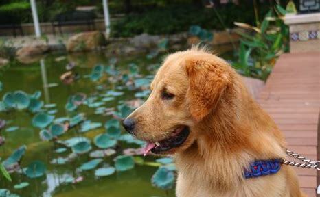 金毛幼犬怎么喂养