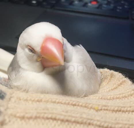 文鸟怎么训练上手