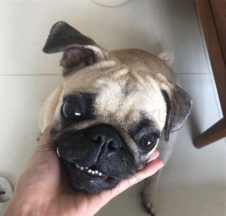巴哥幼犬怎么喂养
