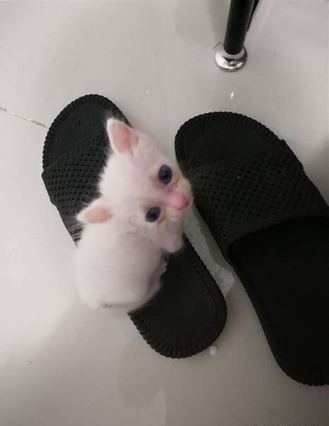 一个月的小猫怎么养