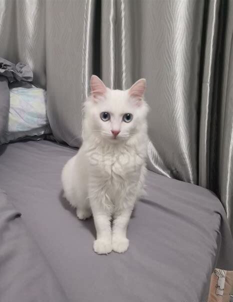一个月的猫怎么养