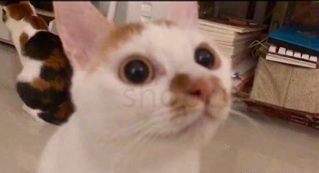 小奶猫怎么养