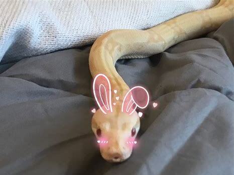 蛇怎么养