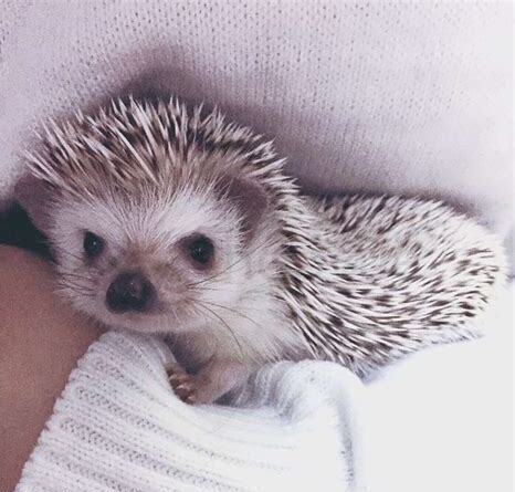 新手养刺猬的十大禁忌