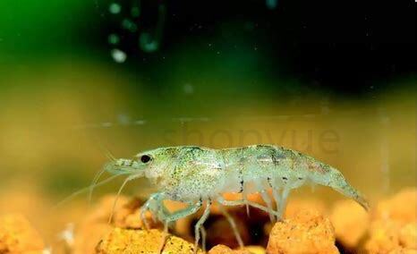 淡水观赏虾怎么养 淡水观赏虾怎么养