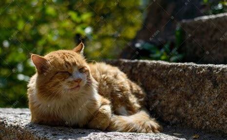 捡来的流浪猫怎么养