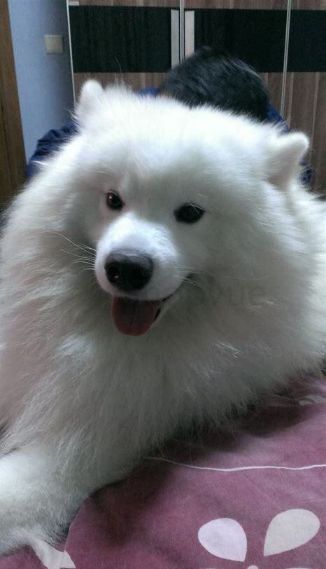 萨摩耶犬多少钱一只