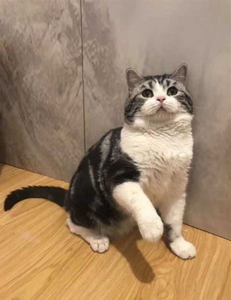 美短猫怎么养比较好
