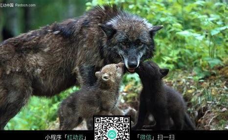 狼怎么养