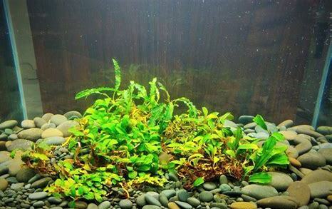 水里养的植物
