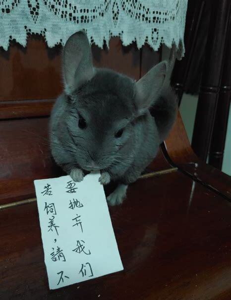 怎么养龙猫