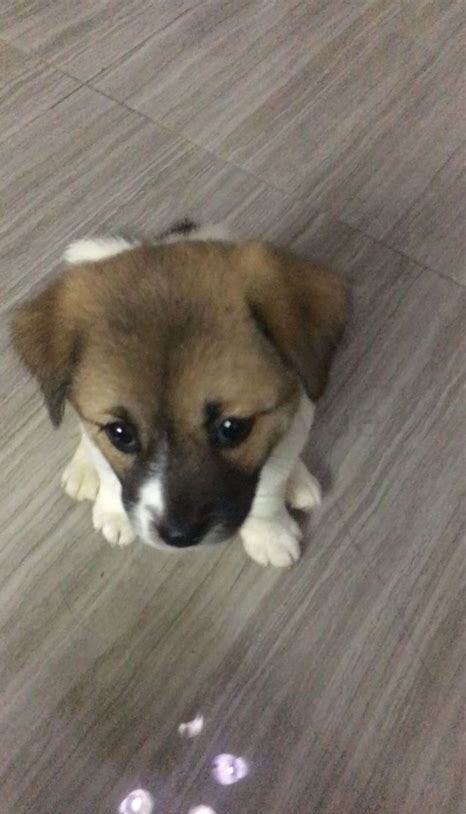 小土狗怎么养