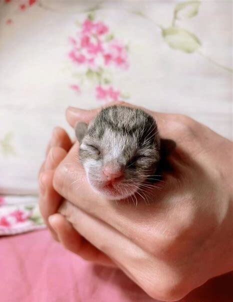小猫怎么养