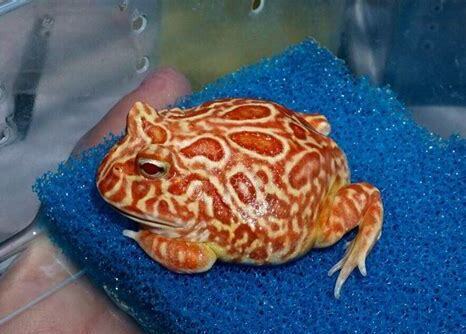 宠物角蛙怎么养
