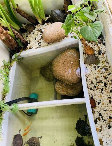 养龟怎么养水质
