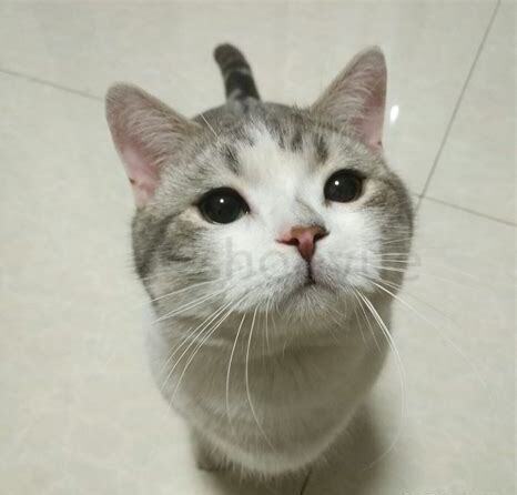 美短猫怎么养