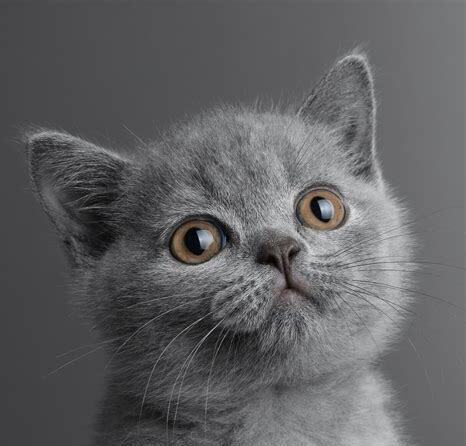 为什么不建议养蓝猫