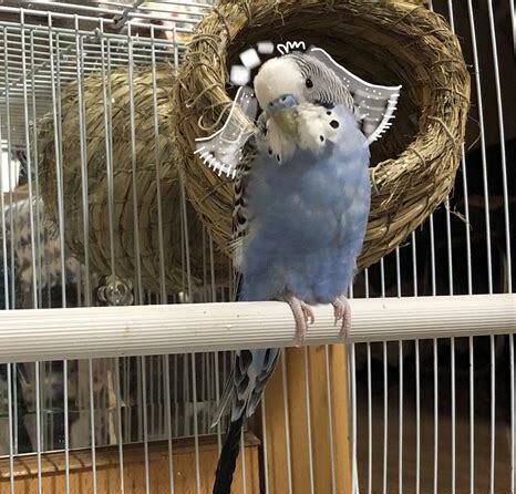小鸟怎么养活在自己家 小鸟怎么养活在自己家