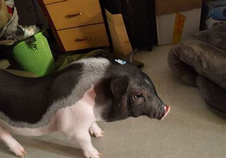 宠物小香猪怎么养