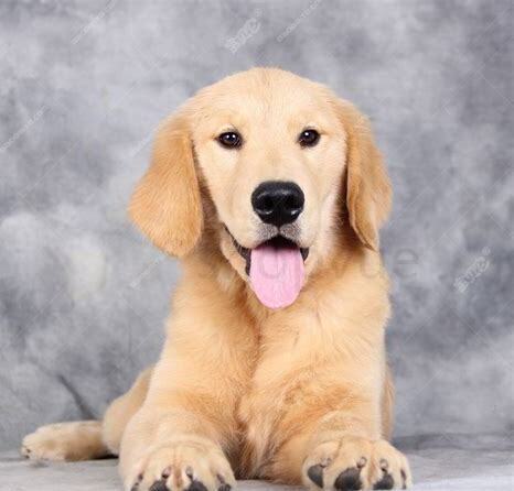 金毛幼犬怎么养