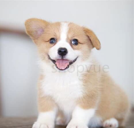柯基幼犬怎么养