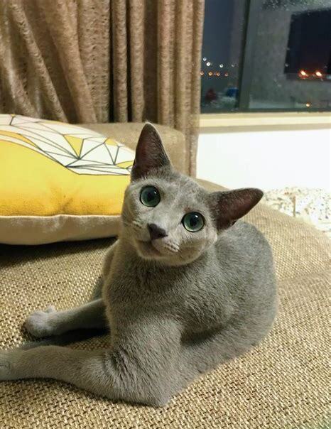 蓝猫怎么喂养 蓝猫怎么喂养