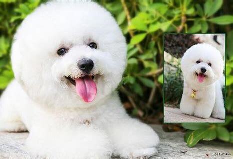 2个多月比熊犬怎么养