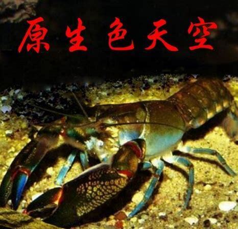 鳌虾怎么养