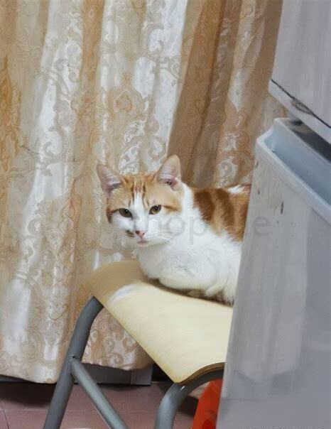 中华田园猫怎么养