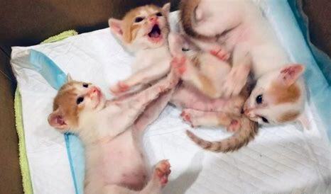 猫咪怎么养才听话粘人