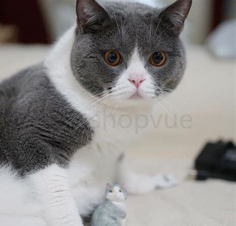 养英短猫十大禁忌