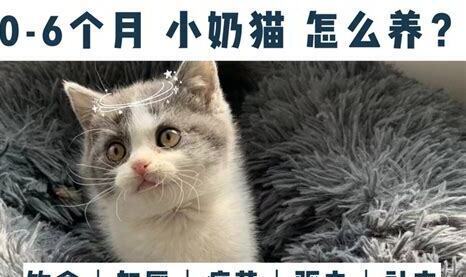 怎样养小猫咪幼崽