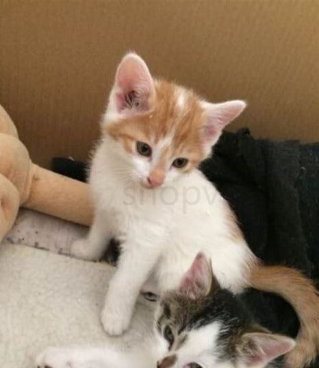 小猫养多久才认主人