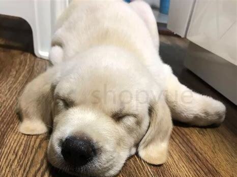 拉布拉多怎么养 拉布拉多怎么养
