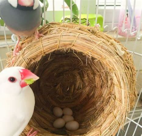 怎么养小鸟 怎么养小鸟